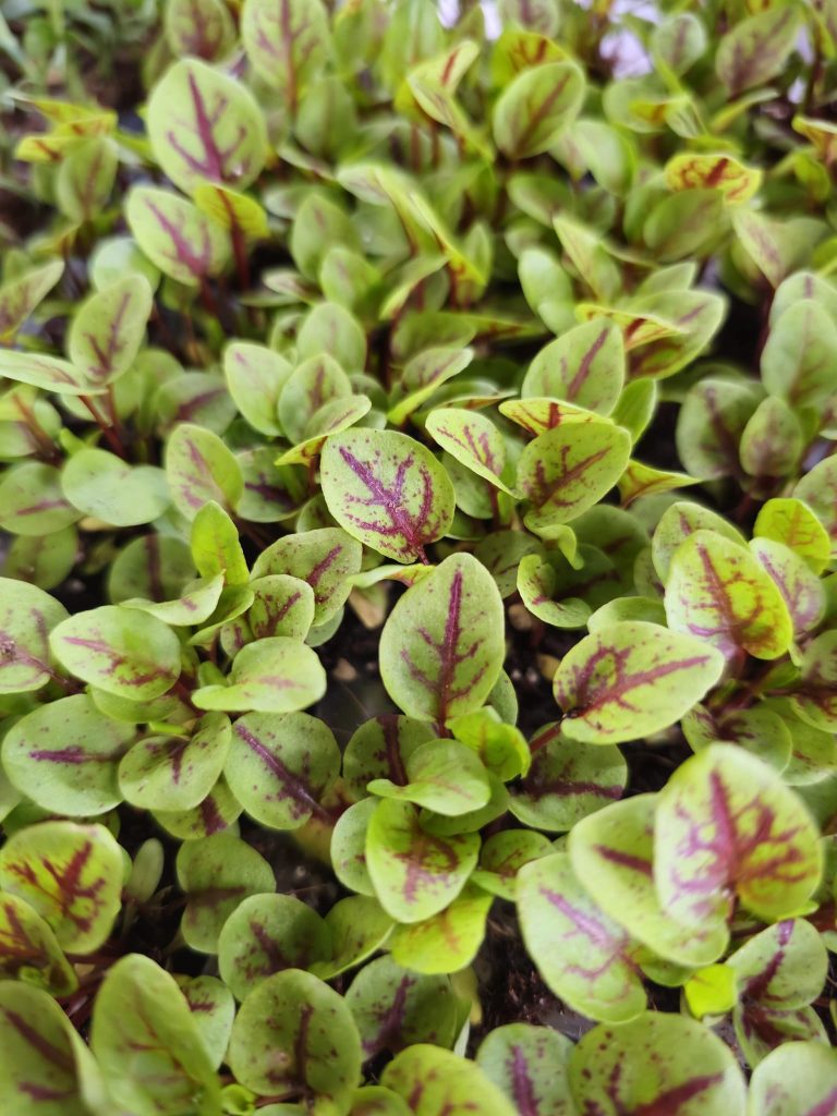 red-veined-sorrel-urban-playground